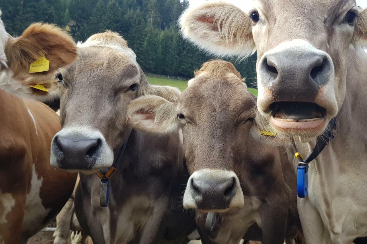Ausserharmerhof ซานตา มาดดาเลนา อิน คาซีส์ ภายนอก รูปภาพ